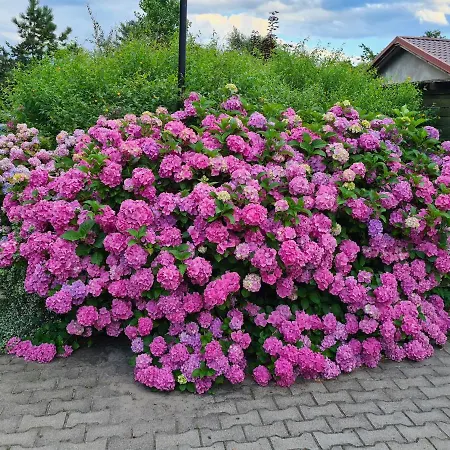 Dworek Sw.antoniego Gospodarstwo agroturystyczne