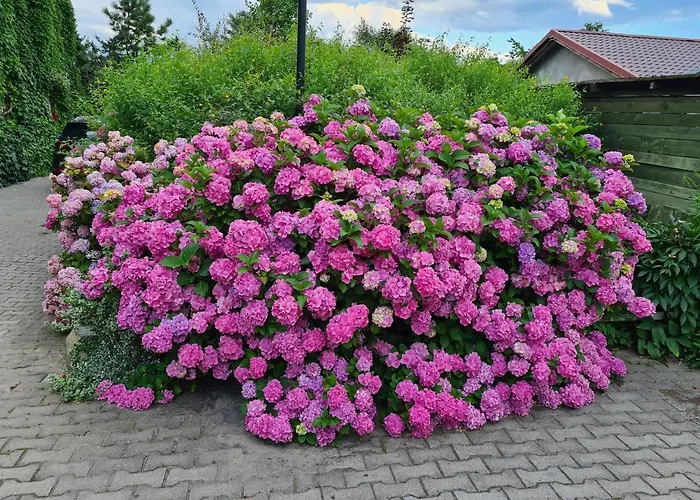 Dworek Sw.antoniego Фермерский дом